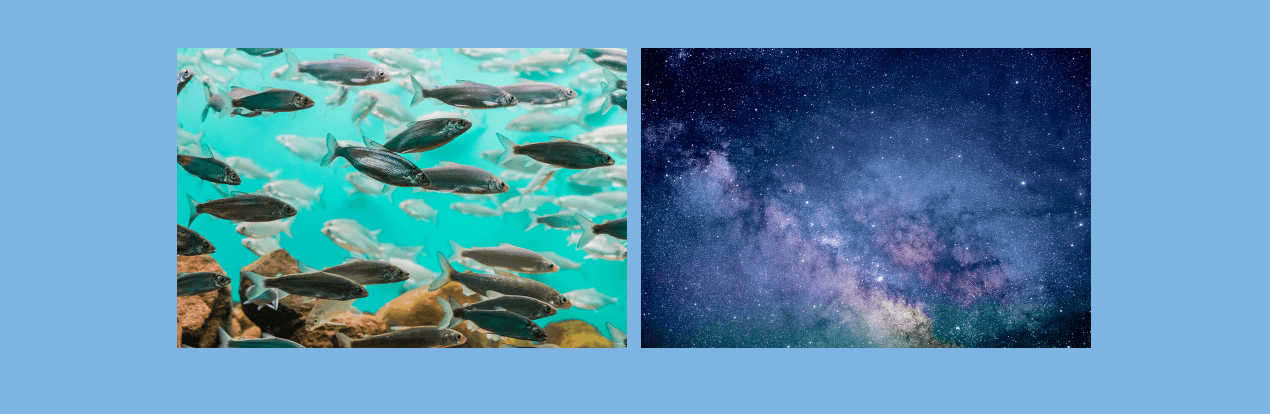Images showing fishes and space